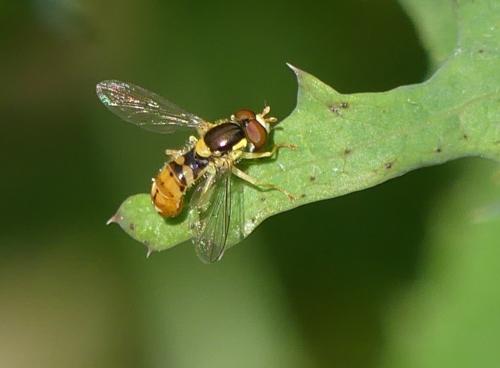 Sphaerophoria rueppelli